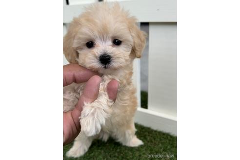 成約済の福岡県のマルプー:マルチーズ×トイプードル-234942