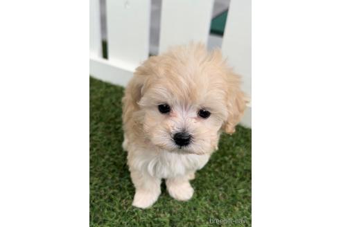 成約済の福岡県のマルプー:マルチーズ×トイプードル-234942の3枚目