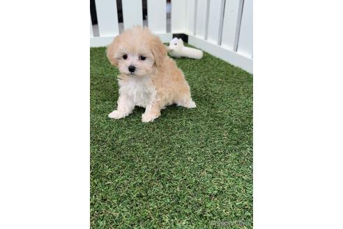 成約済の福岡県のマルプー:マルチーズ×トイプードル-234942の5枚目