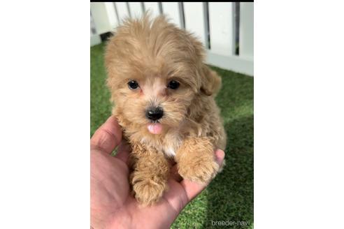 成約済の福岡県のマルプー:マルチーズ×トイプードル-234945の2枚目