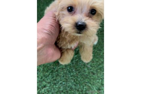 成約済の福岡県のマルプー:マルチーズ×トイプードル-234945の3枚目