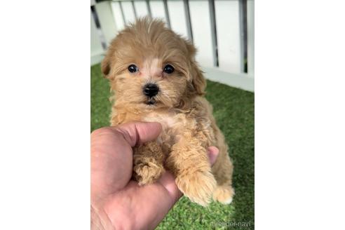 成約済の福岡県のマルプー:マルチーズ×トイプードル-234945の1枚目