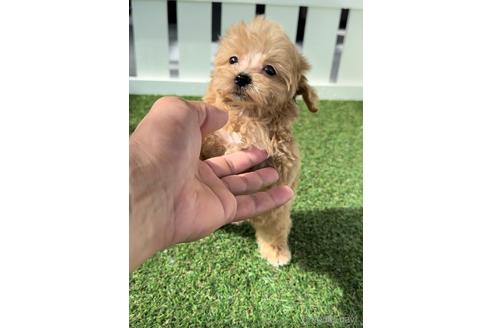 成約済の福岡県のマルプー:マルチーズ×トイプードル-234945の4枚目