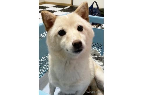 成約済の秋田県の柴犬-235011の1枚目