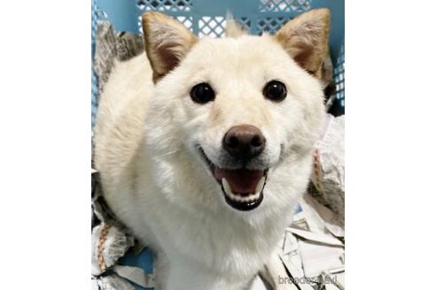 成約済の秋田県の柴犬-235011の4枚目