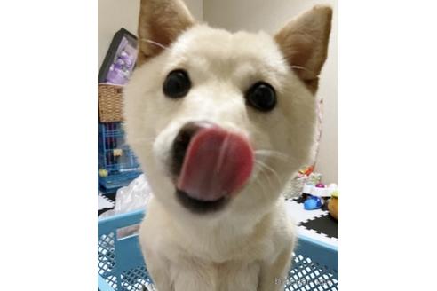 成約済の秋田県の柴犬-235011の3枚目