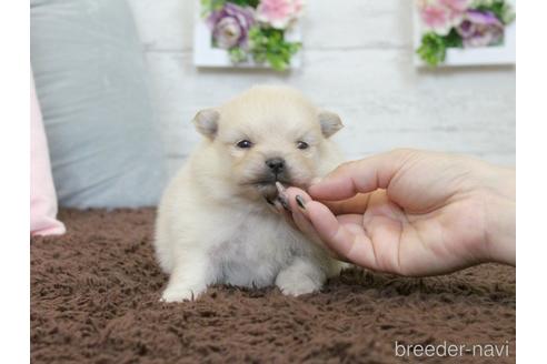 成約済の大阪府のポメラニアン-235025の17枚目