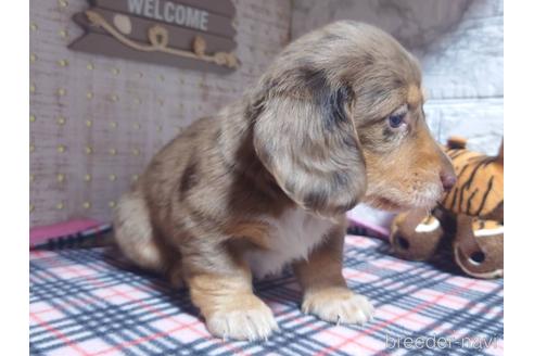 成約済の福岡県のミニチュアダックスフンド(ロングヘアード)-229666の3枚目