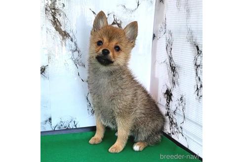 成約済の茨城県のミックス犬-233556の15枚目