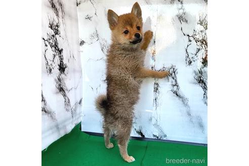 成約済の茨城県のミックス犬-233556の14枚目