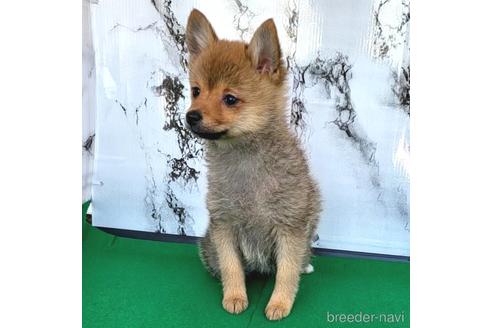 成約済の茨城県のミックス犬-233556の13枚目