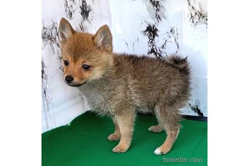 成約済の茨城県のミックス犬-233556の11枚目
