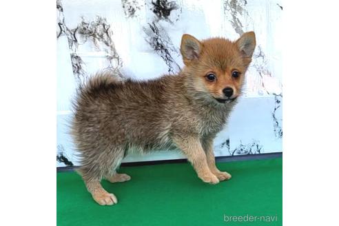 成約済の茨城県のミックス犬-233557の20枚目
