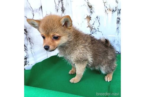 成約済の茨城県のミックス犬-233557の19枚目