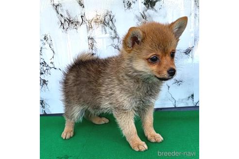 成約済の茨城県のミックス犬-233557の18枚目
