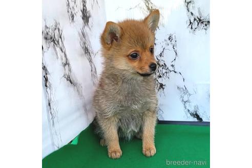 成約済の茨城県のミックス犬-233557の17枚目