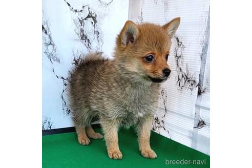 成約済の茨城県のミックス犬-233557の16枚目