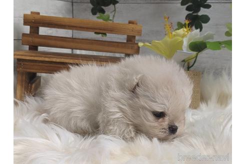 成約済の静岡県のポメラニアン-235058の7枚目