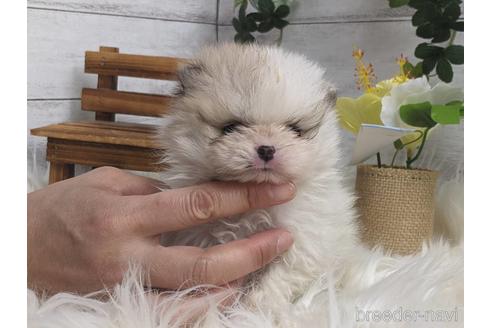 成約済の静岡県のポメラニアン-235060の8枚目