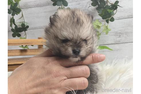 成約済の静岡県のポメラニアン-235063の3枚目