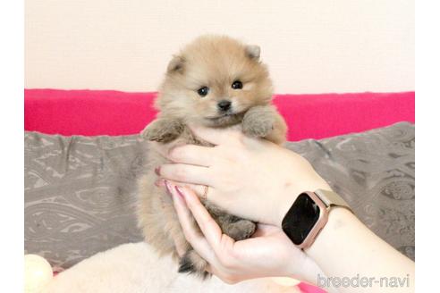 成約済の大阪府のポメラニアン-233513の8枚目