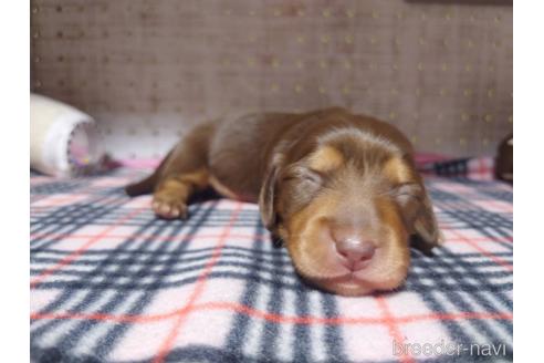 成約済の福岡県のミニチュアダックスフンド(ロングヘアード)-235184の4枚目