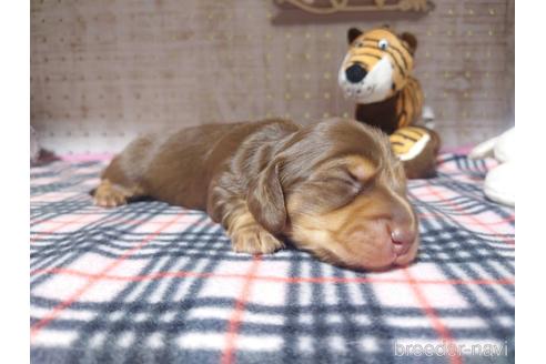 成約済の福岡県のミニチュアダックスフンド(ロングヘアード)-235184の5枚目