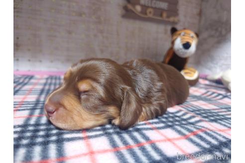 成約済の福岡県のミニチュアダックスフンド(ロングヘアード)-235184の6枚目