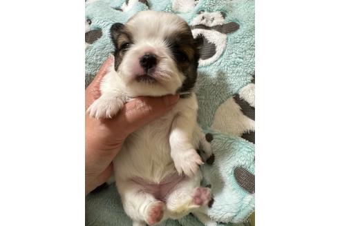 成約済の福島県のミックス犬-235195の9枚目