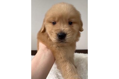 成約済の福岡県のゴールデンレトリーバー-233883の1枚目