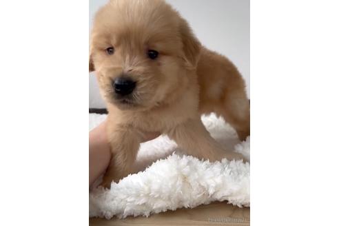 成約済の福岡県のゴールデンレトリーバー-233883の4枚目