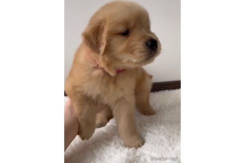 成約済の福岡県のゴールデンレトリーバー-233883の2枚目