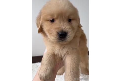 成約済の福岡県のゴールデンレトリーバー-233883の3枚目