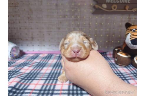 成約済の福岡県のミニチュアダックスフンド(ロングヘアード)-235276の4枚目