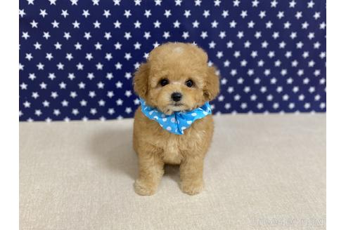 成約済の広島県のタイニープードル-232445の1枚目