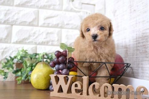 成約済の滋賀県のトイプードル-232417の1枚目