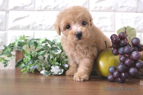 成約済の滋賀県のトイプードル-232417の6枚目