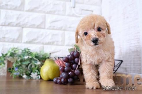 成約済の滋賀県のトイプードル-232424の1枚目