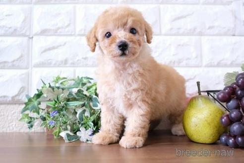 成約済の滋賀県のトイプードル-232424の6枚目