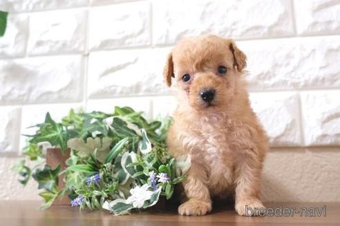 成約済の滋賀県のトイプードル-232424の3枚目