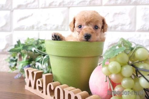 成約済の滋賀県のトイプードル-232424の2枚目