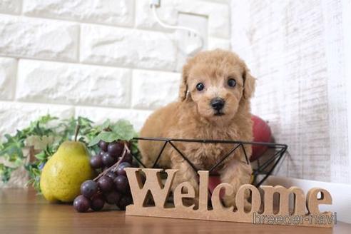 成約済の滋賀県のトイプードル-232428