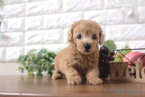 成約済の滋賀県のトイプードル-232428の6枚目