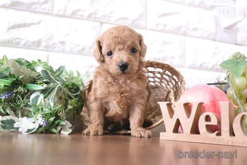 成約済の滋賀県のトイプードル-232428の3枚目