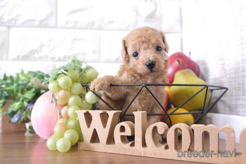 成約済の滋賀県のトイプードル-232428の2枚目