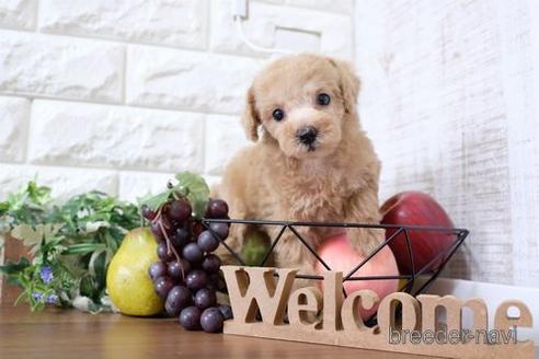 成約済の滋賀県のトイプードル-232431