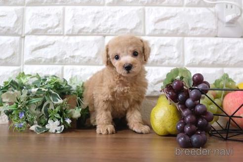 成約済の滋賀県のトイプードル-232431の6枚目