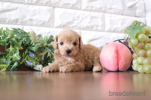 成約済の滋賀県のトイプードル-232431の3枚目