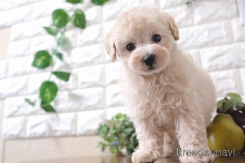 成約済の滋賀県のトイプードル-232452