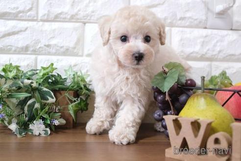 成約済の滋賀県のトイプードル-232452の6枚目